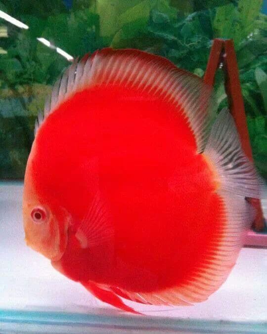 RED COVER ALBINO
